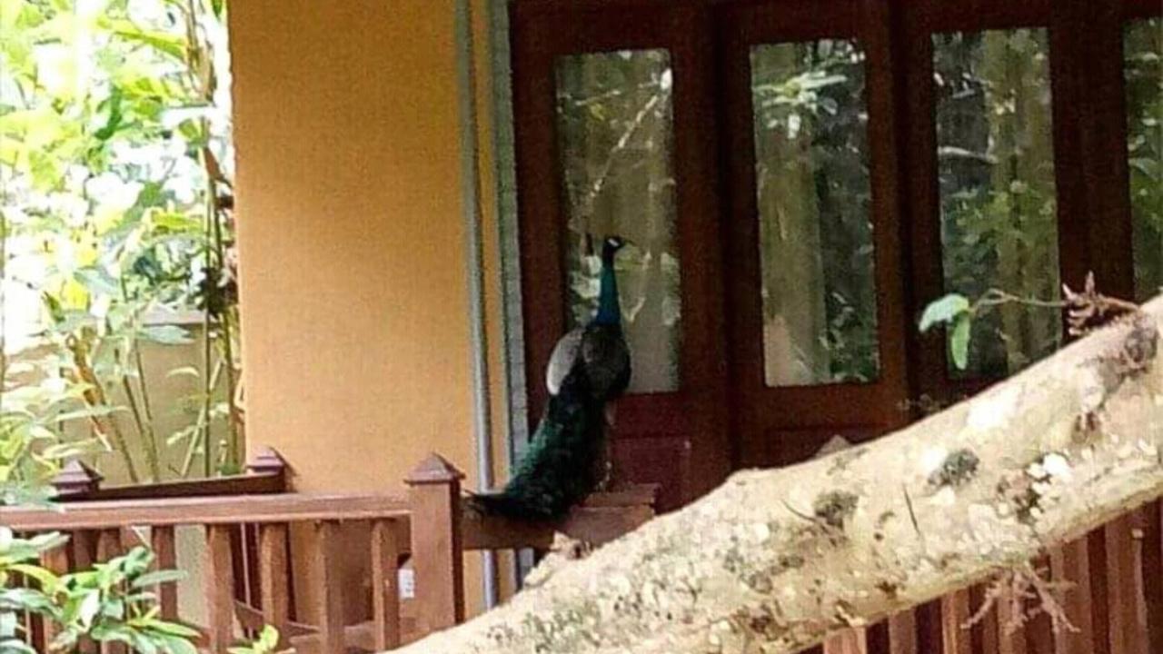 Birds Paradise Cabanas Unawatuna Bagian luar foto