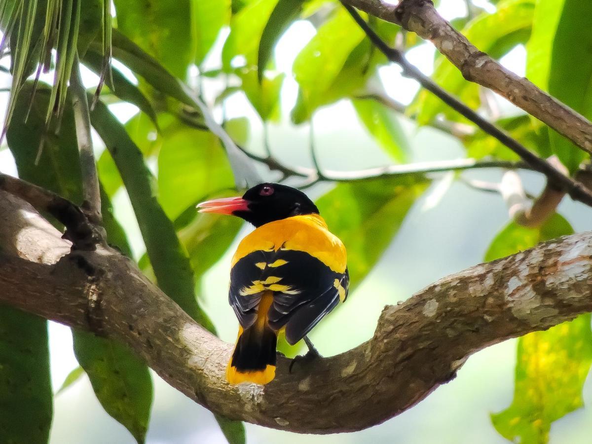 Birds Paradise Cabanas Unawatuna Bagian luar foto