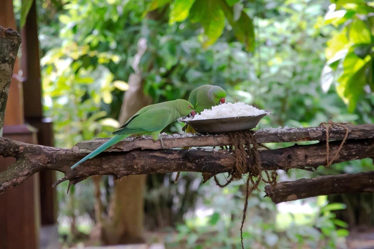 Birds Paradise Cabanas Unawatuna Bagian luar foto