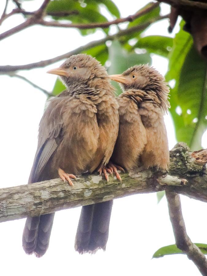 Birds Paradise Cabanas Unawatuna Bagian luar foto