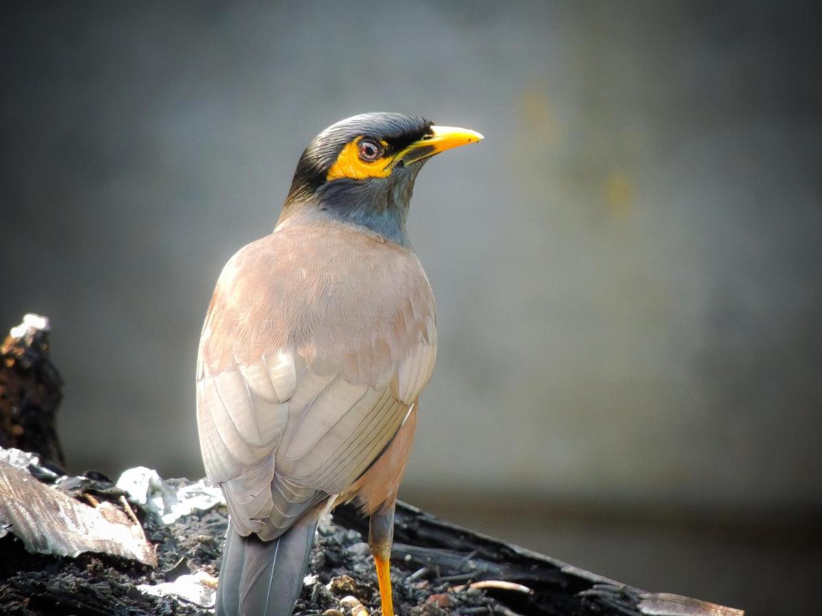 Birds Paradise Cabanas Unawatuna Bagian luar foto