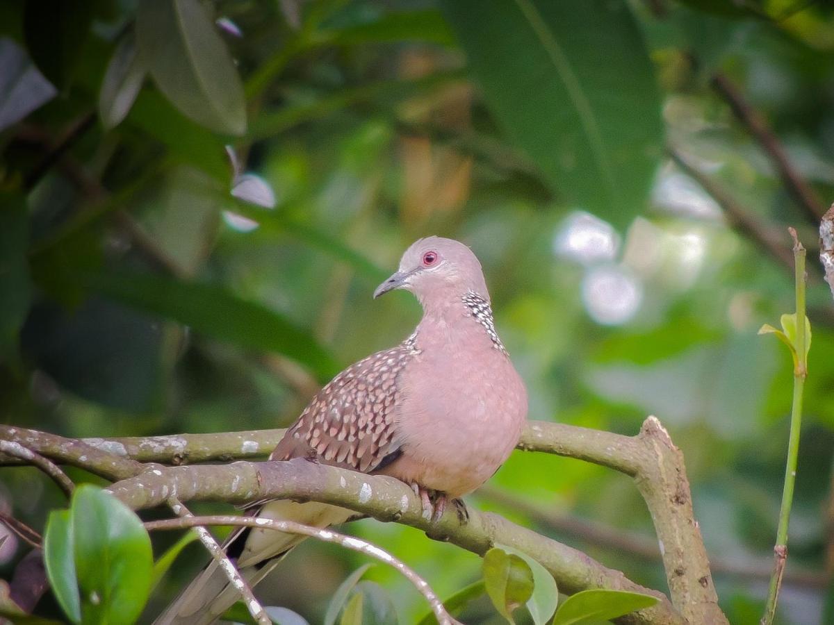 Birds Paradise Cabanas Unawatuna Bagian luar foto