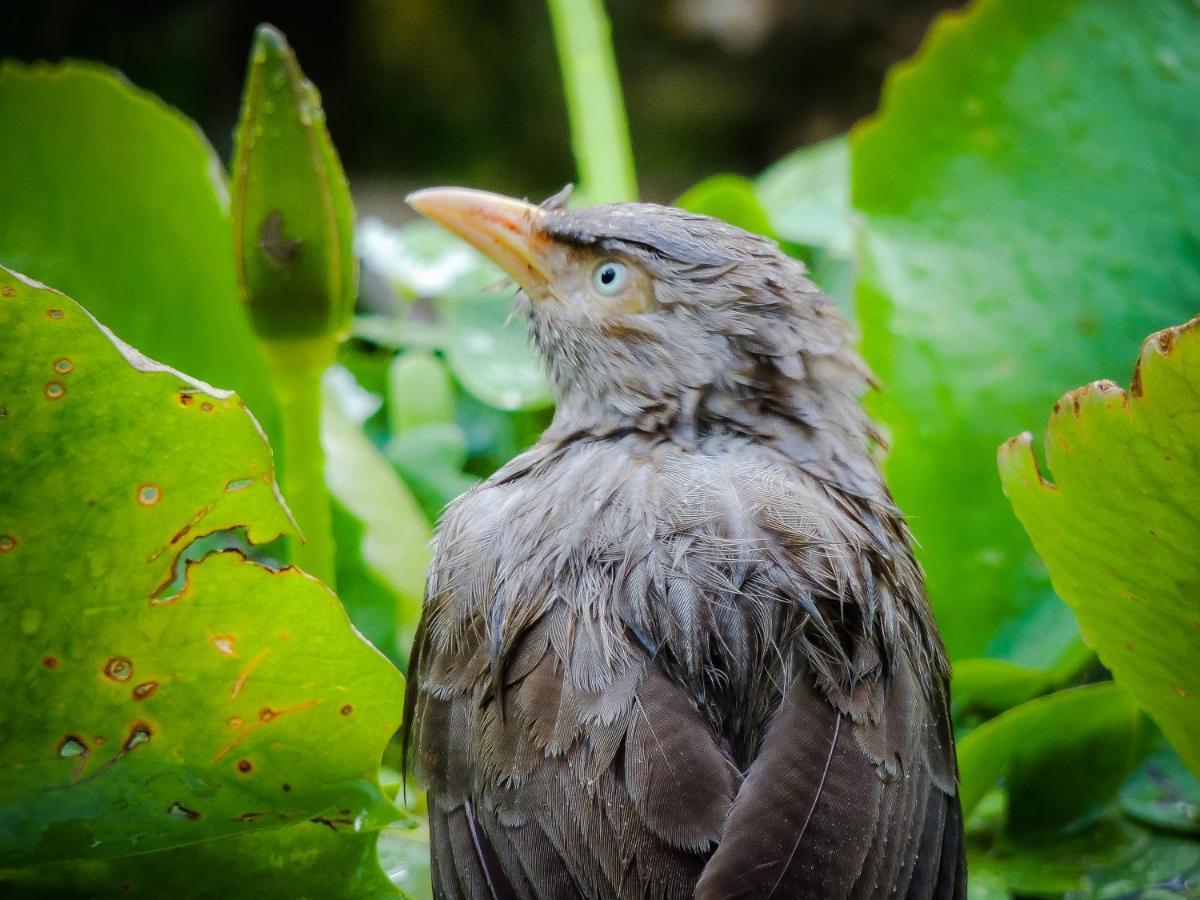 Birds Paradise Cabanas Unawatuna Bagian luar foto