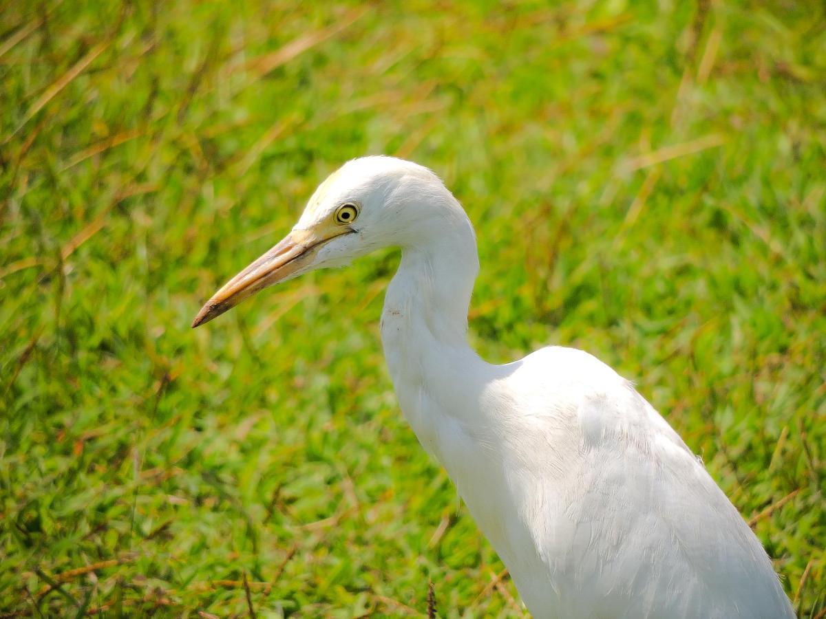 Birds Paradise Cabanas Unawatuna Bagian luar foto