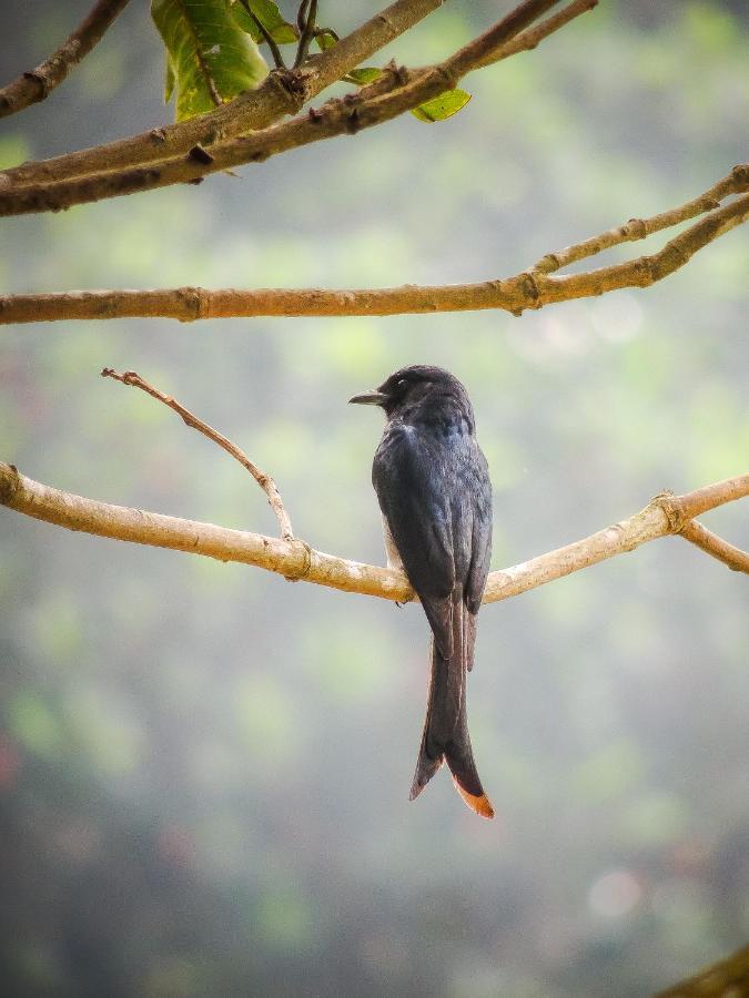 Birds Paradise Cabanas Unawatuna Bagian luar foto