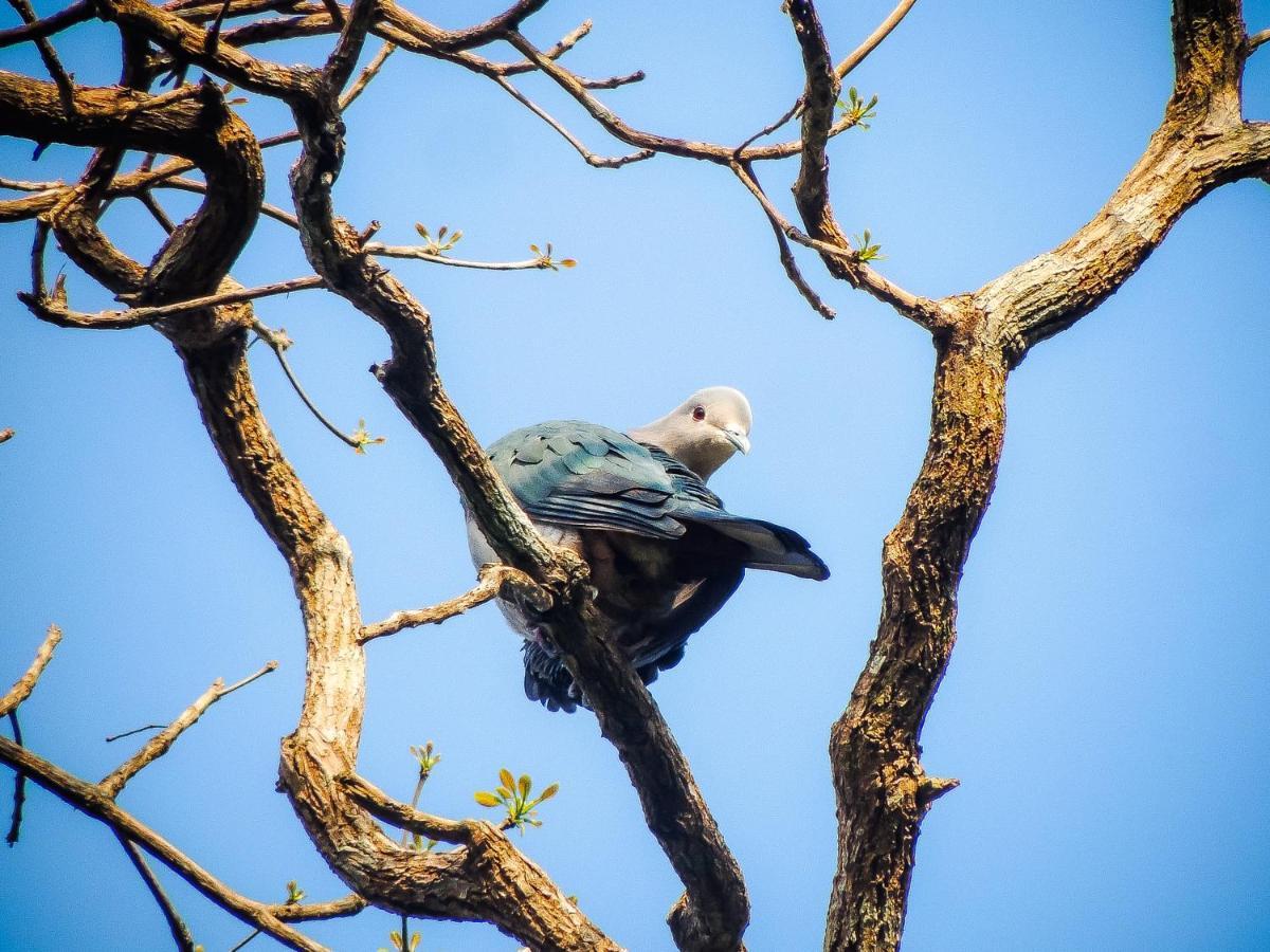 Birds Paradise Cabanas Unawatuna Bagian luar foto