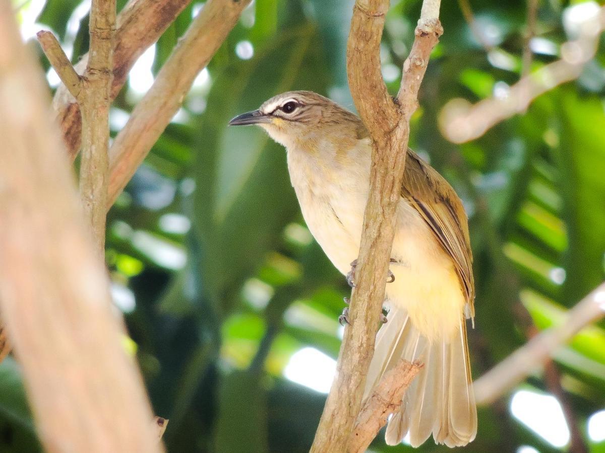 Birds Paradise Cabanas Unawatuna Bagian luar foto